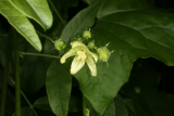 Bryonia cretica subsp. dioica RCP8-2014 237.JPG